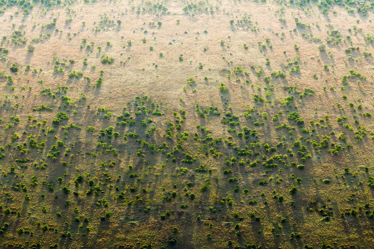 A bird's eye view of a stretch of land in Africa featuring open plains and hundreds of trees.